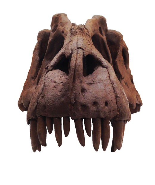 Crânio da nova espécie de dinossauro que foi anunciada por pesquisadores (Foto: Museu de História Natural da Utah/Mark Loewen/AP)