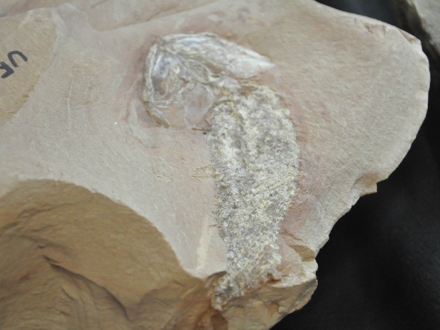 Fóssil de peixe encontrado em Alto Garças (Foto: Carolina Holland/G1)