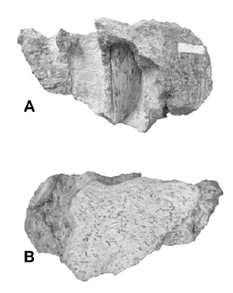 Imagem mostra o fóssil encontrado por pesquisadores brasileiros no interior de São Paulo (Foto: Reprodução/Cretaceous Research)