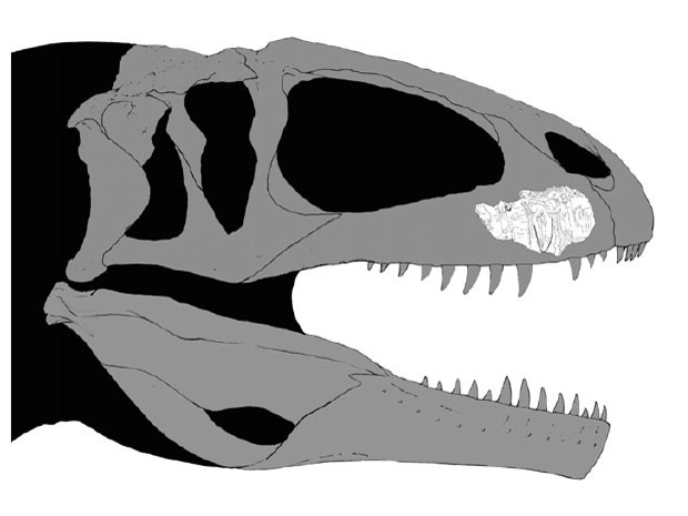 Simulação mostra onde pedaço de fóssil se encaixaria no crânio de exemplar de dinossauro da família dos Carcarodontossauros (Foto: Reprodução/Cretaceous Research)