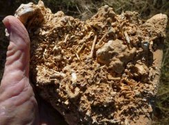 Imagem divulgada pela Universidade de Queensland em julho mostra fósseis encontrados em Cairns, Austrália. Foto: AFP/The University of Queensland/Douglas Irvin 