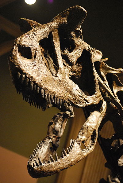 File:Carnotaurus Skull.jpg