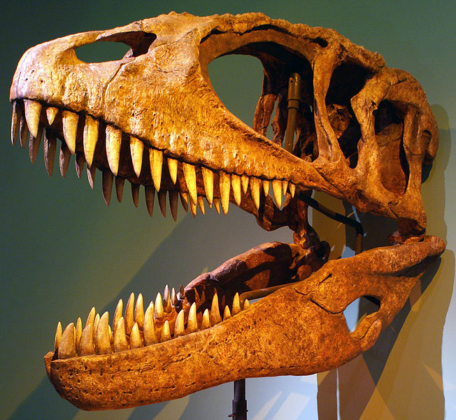 File:Carcharodontosaurus.jpg