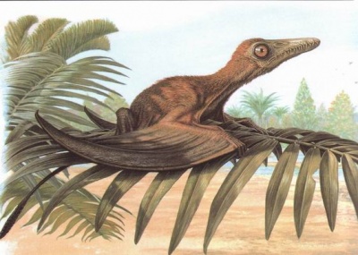 Летающий ящер Sordes pilosus обитал на территории Казахстана 150 млн лет назад. Рисунок Джона Сиббика
