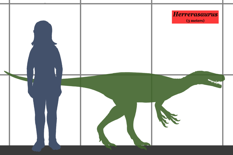 File:Herrerasaurus SIZE .png