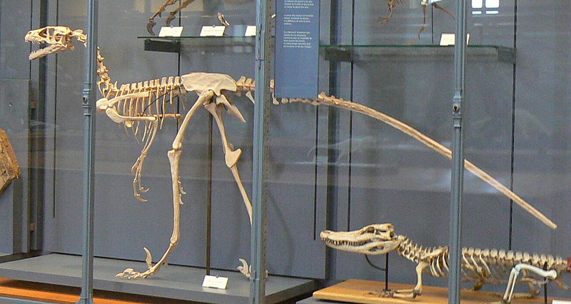 File:Dromaeosaurus skeleton.JPG