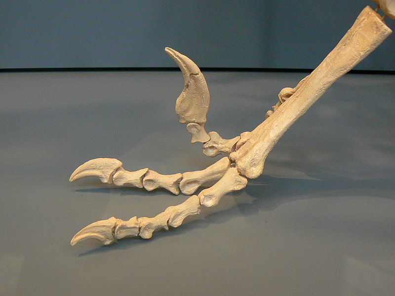 File:Dromaeosaurus feet.JPG