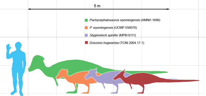 Ficheiro:Pachycephalosaurus scale.png