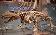 Esqueleto de um Dimetrodon sp.